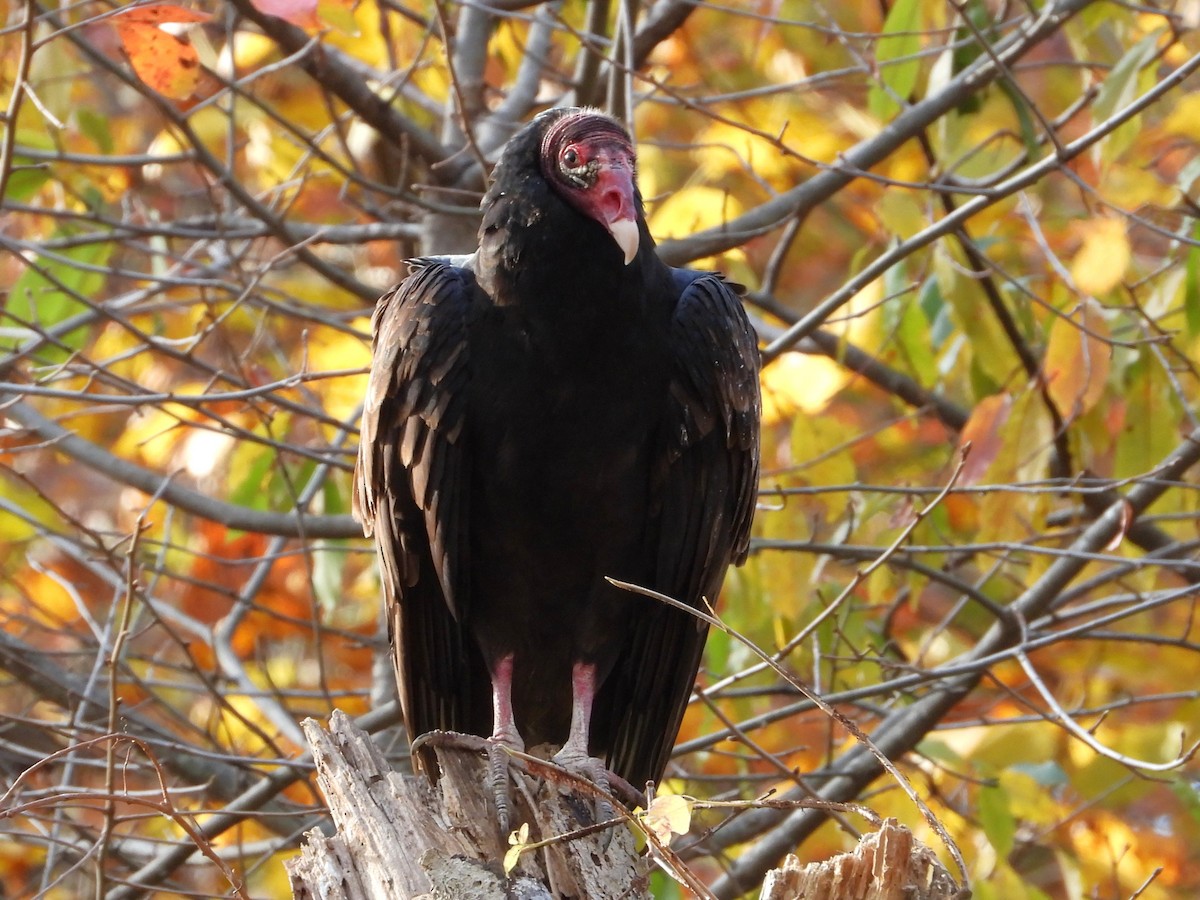 kalkunkondor - ML644546057