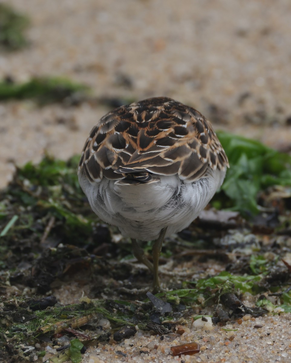 Least Sandpiper - ML644546067