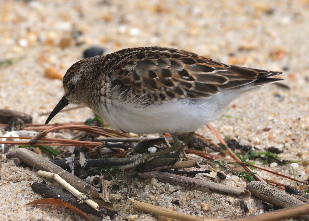 Least Sandpiper - ML644546068