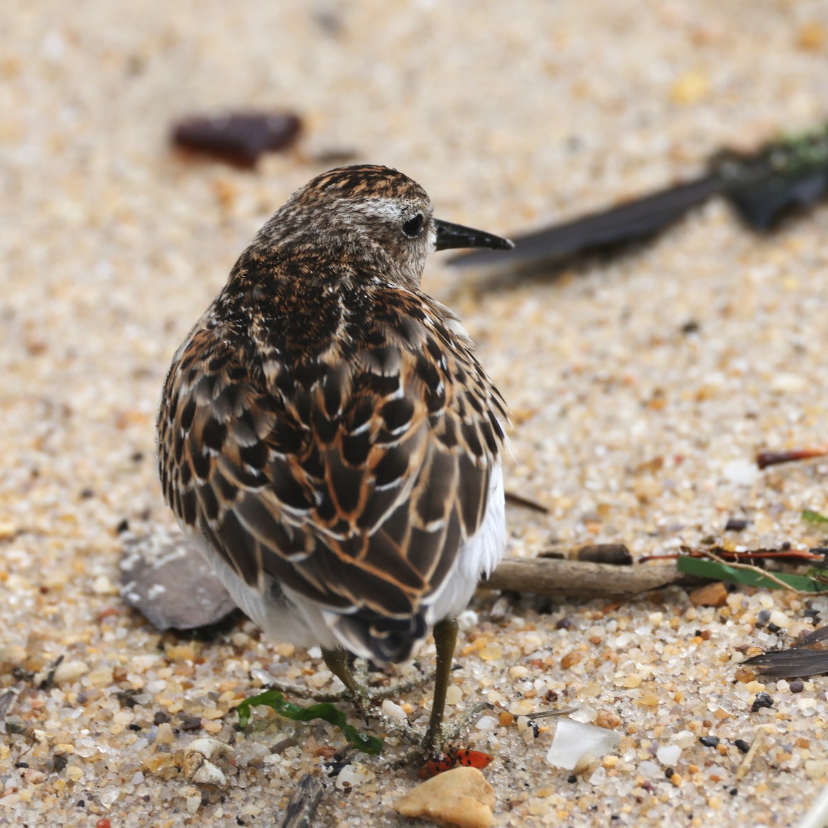 Least Sandpiper - ML644546069