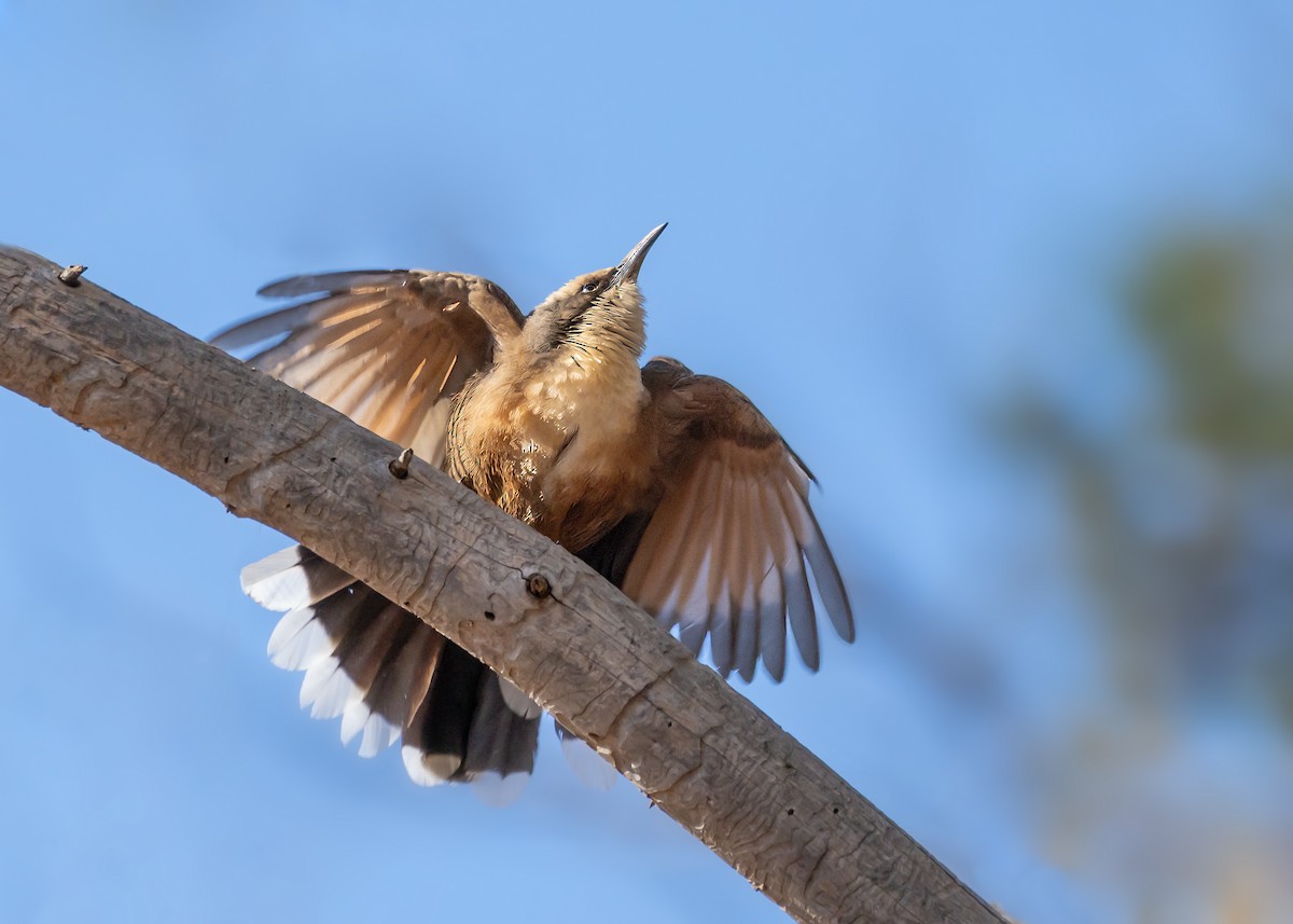 オーストラリアマルハシ - ML644546076