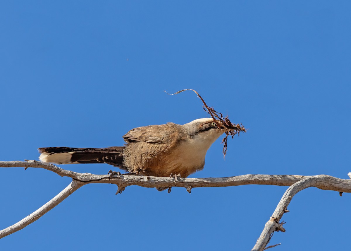 オーストラリアマルハシ - ML644546077