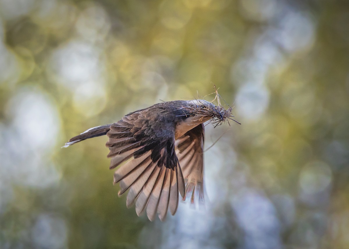 オーストラリアマルハシ - ML644546079