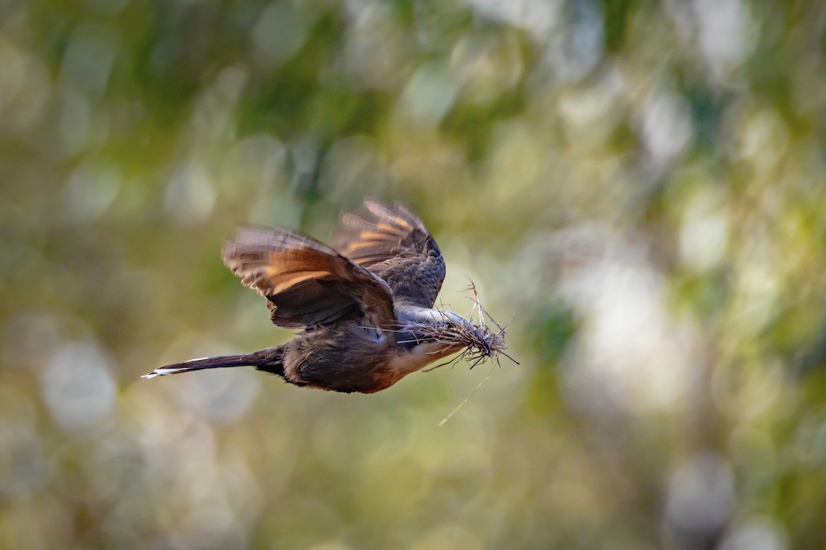 オーストラリアマルハシ - ML644546080