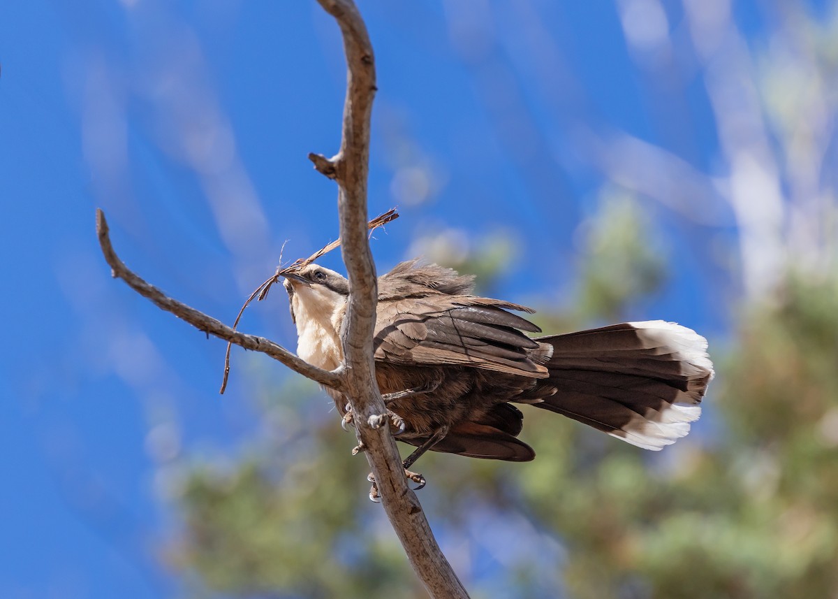 オーストラリアマルハシ - ML644546081