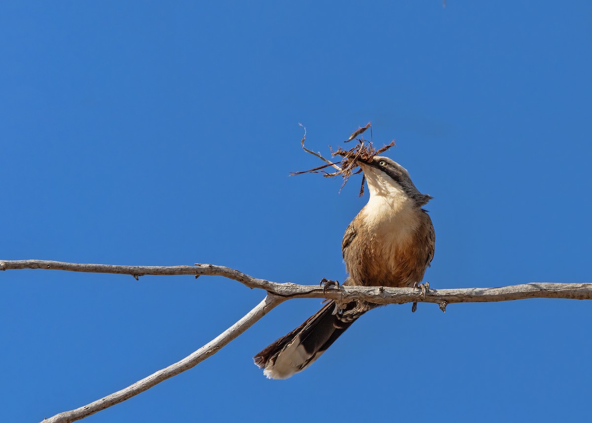 オーストラリアマルハシ - ML644546082