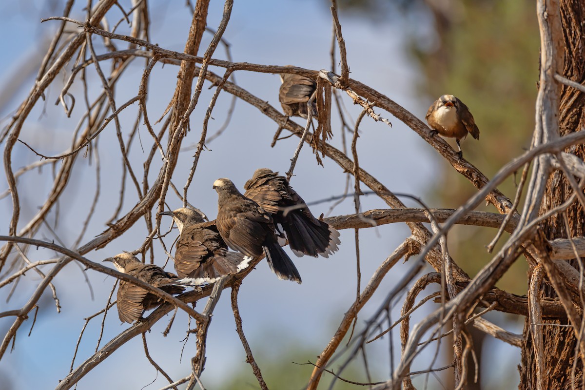 オーストラリアマルハシ - ML644546083