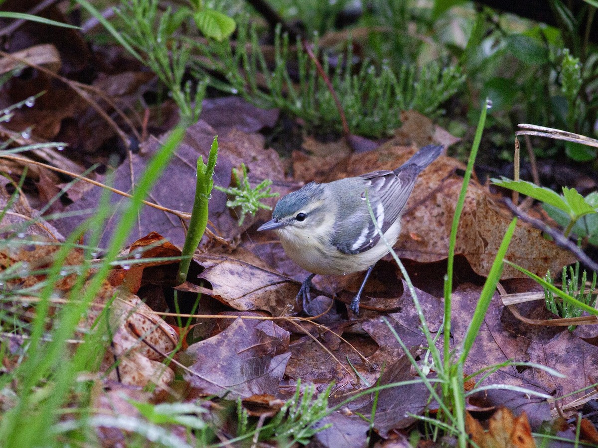 ミズイロアメリカムシクイ - ML644546089