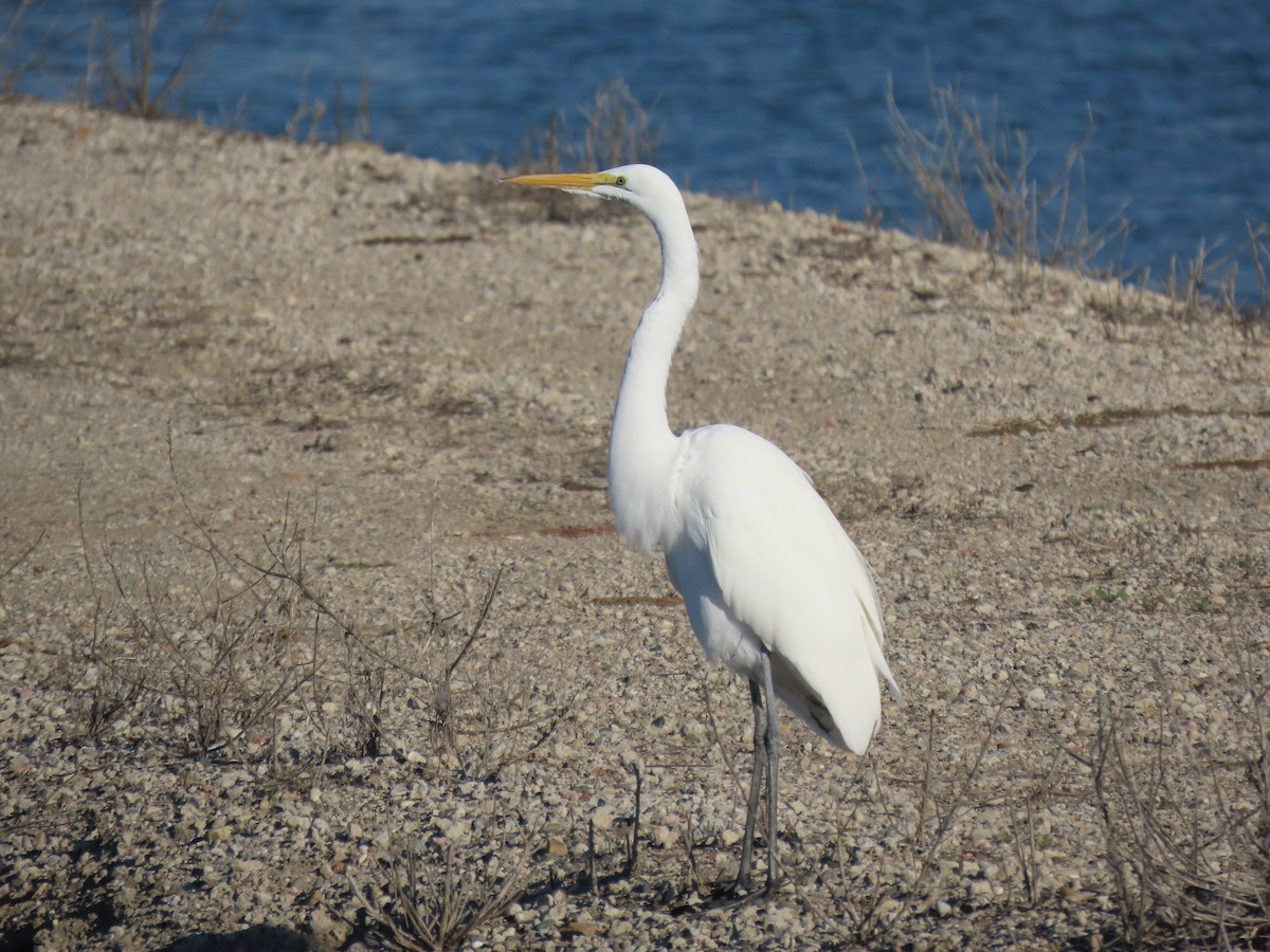 Koartza zuria - ML644546098