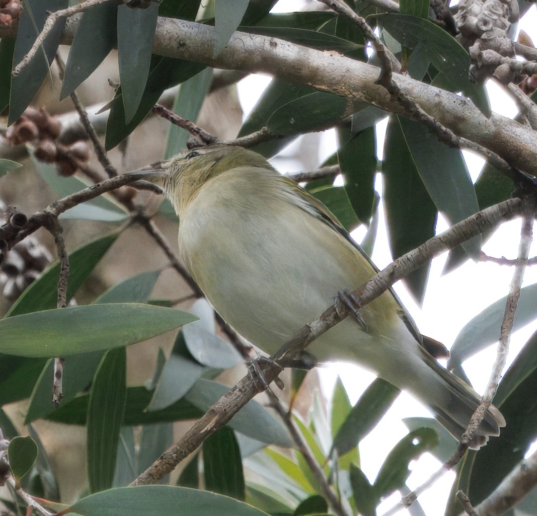 Tennessee Warbler - ML644546103