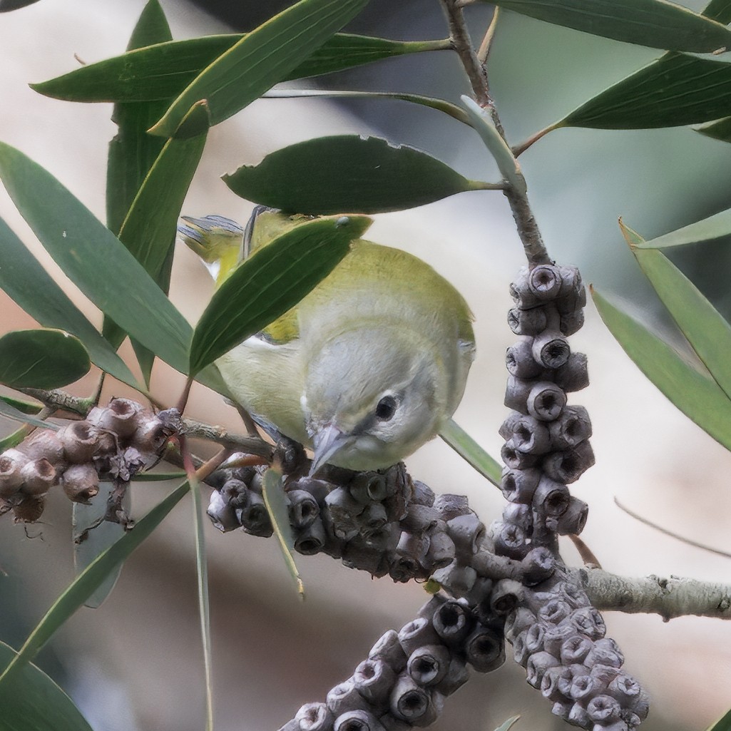 Tennessee Warbler - ML644546104