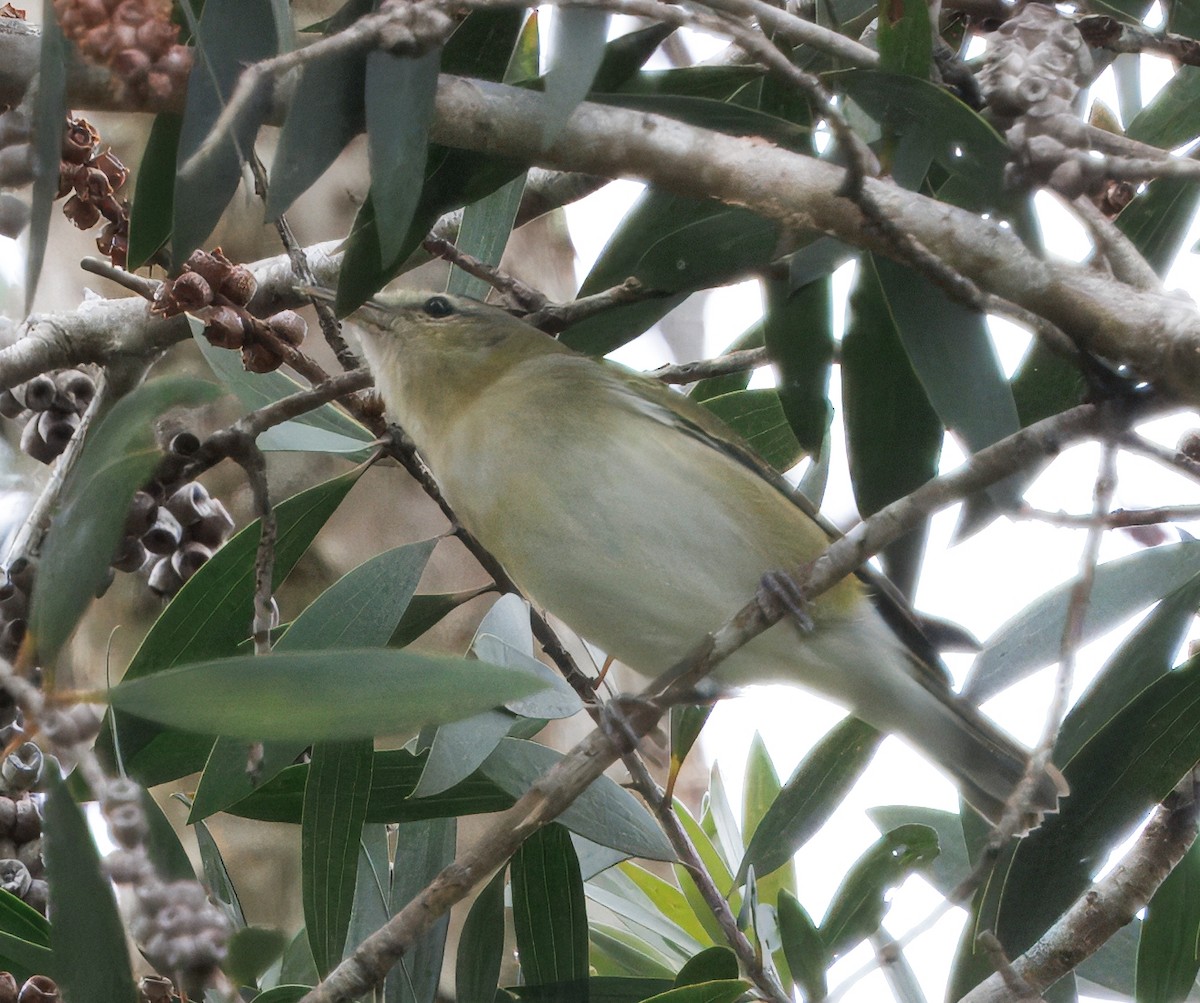 Tennessee Warbler - ML644546105