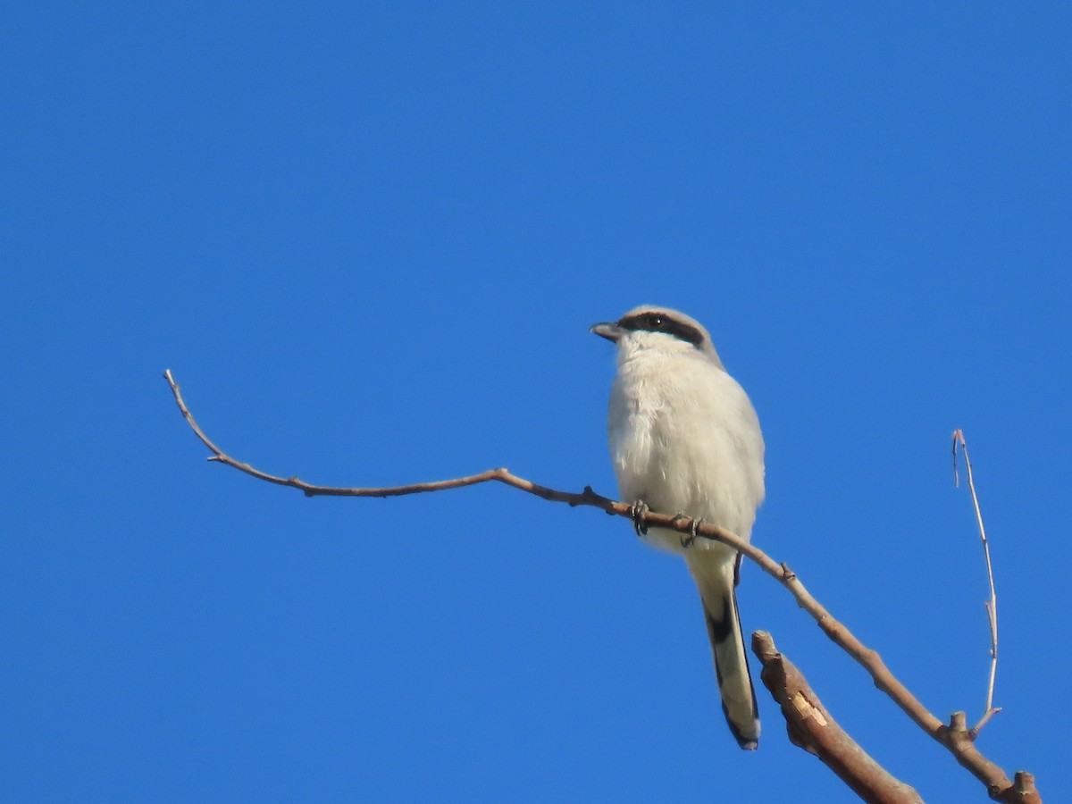 Loggerhead Shrike - ML644546109