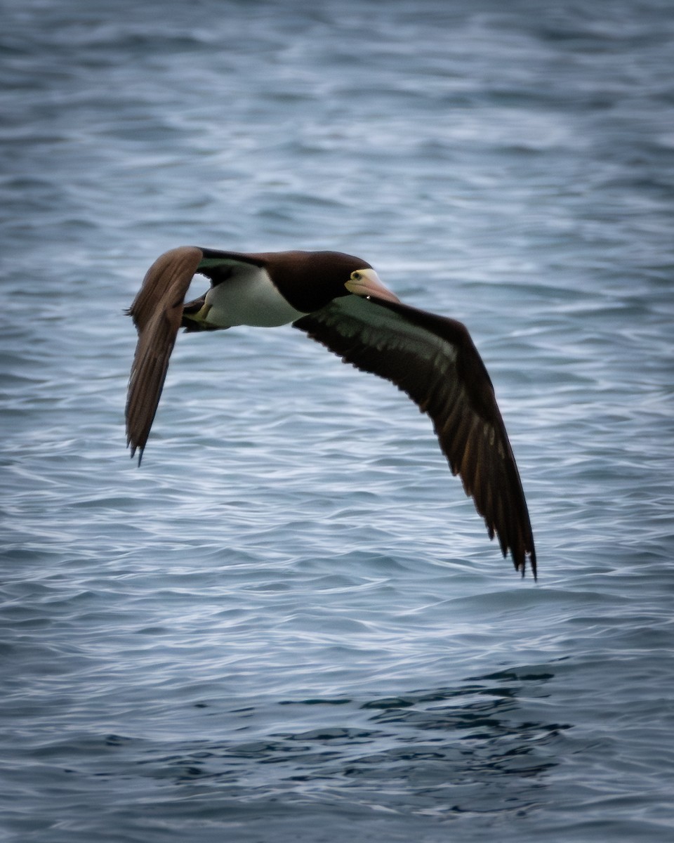 Brown Booby - ML644546110