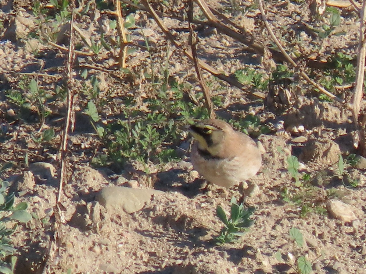 Hegatxabal adarduna - ML644546120