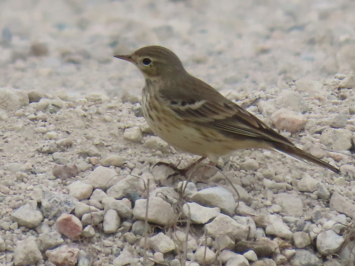 Txirta amerikarra - ML644546140