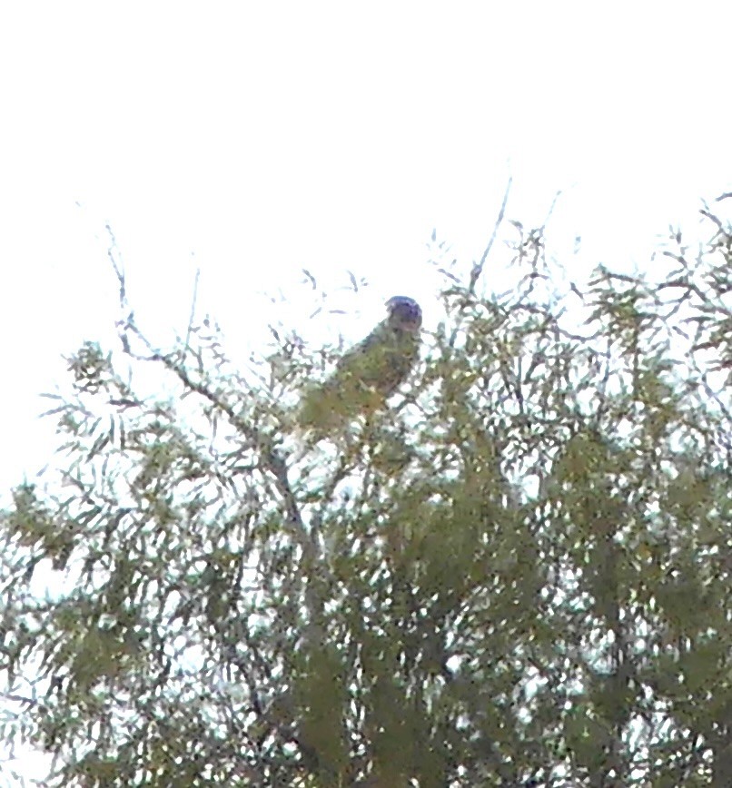 Red-shouldered Hawk - ML644546144