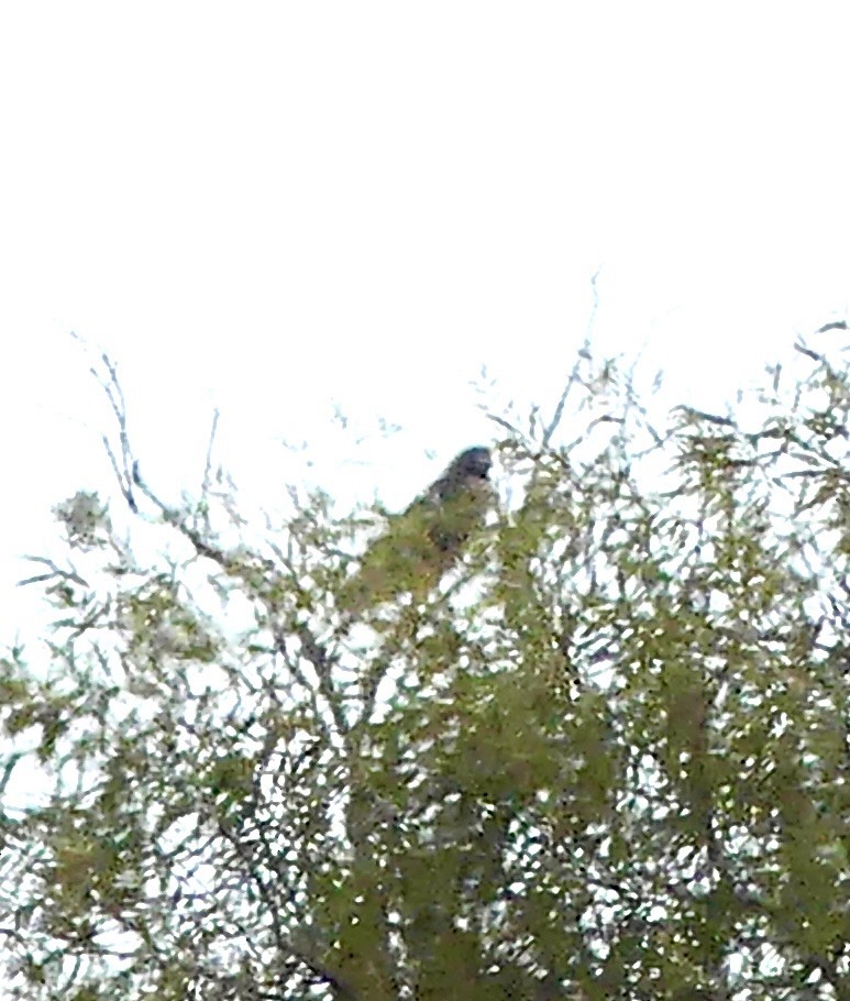 Red-shouldered Hawk - ML644546145