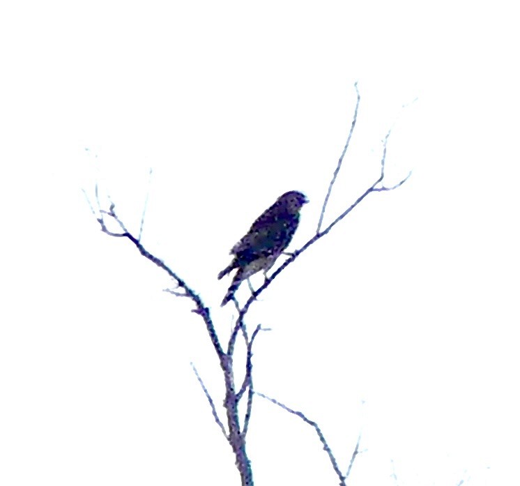 Red-shouldered Hawk - ML644546146