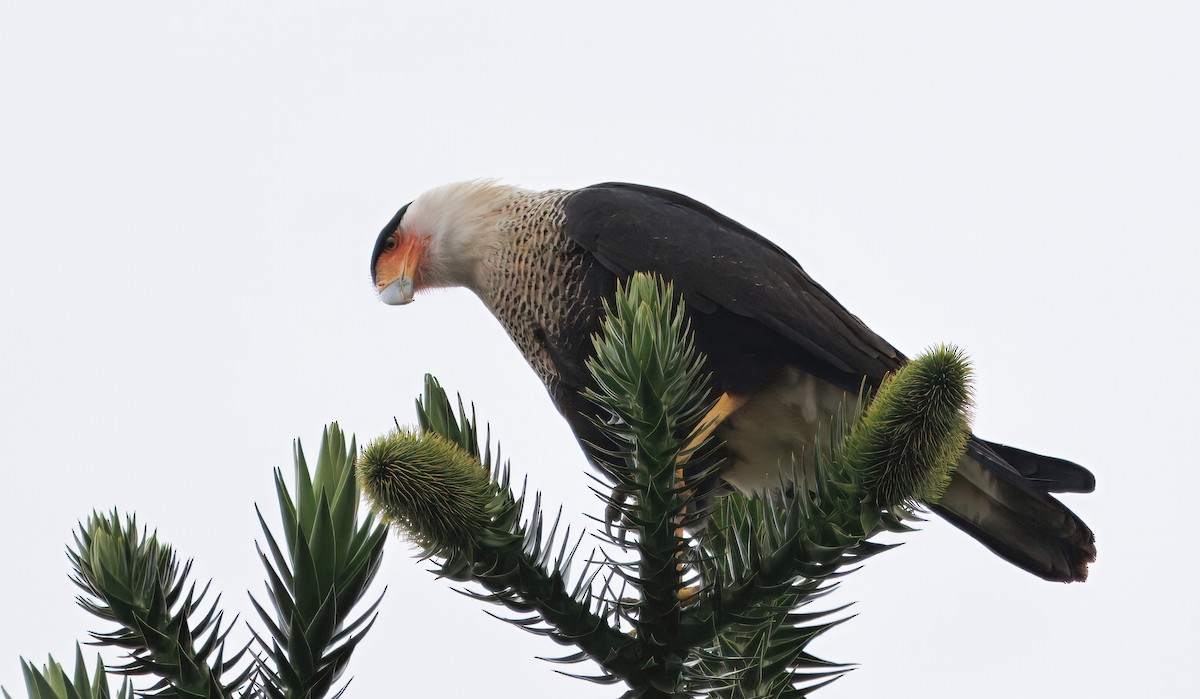 ミナミカラカラ - ML644546155