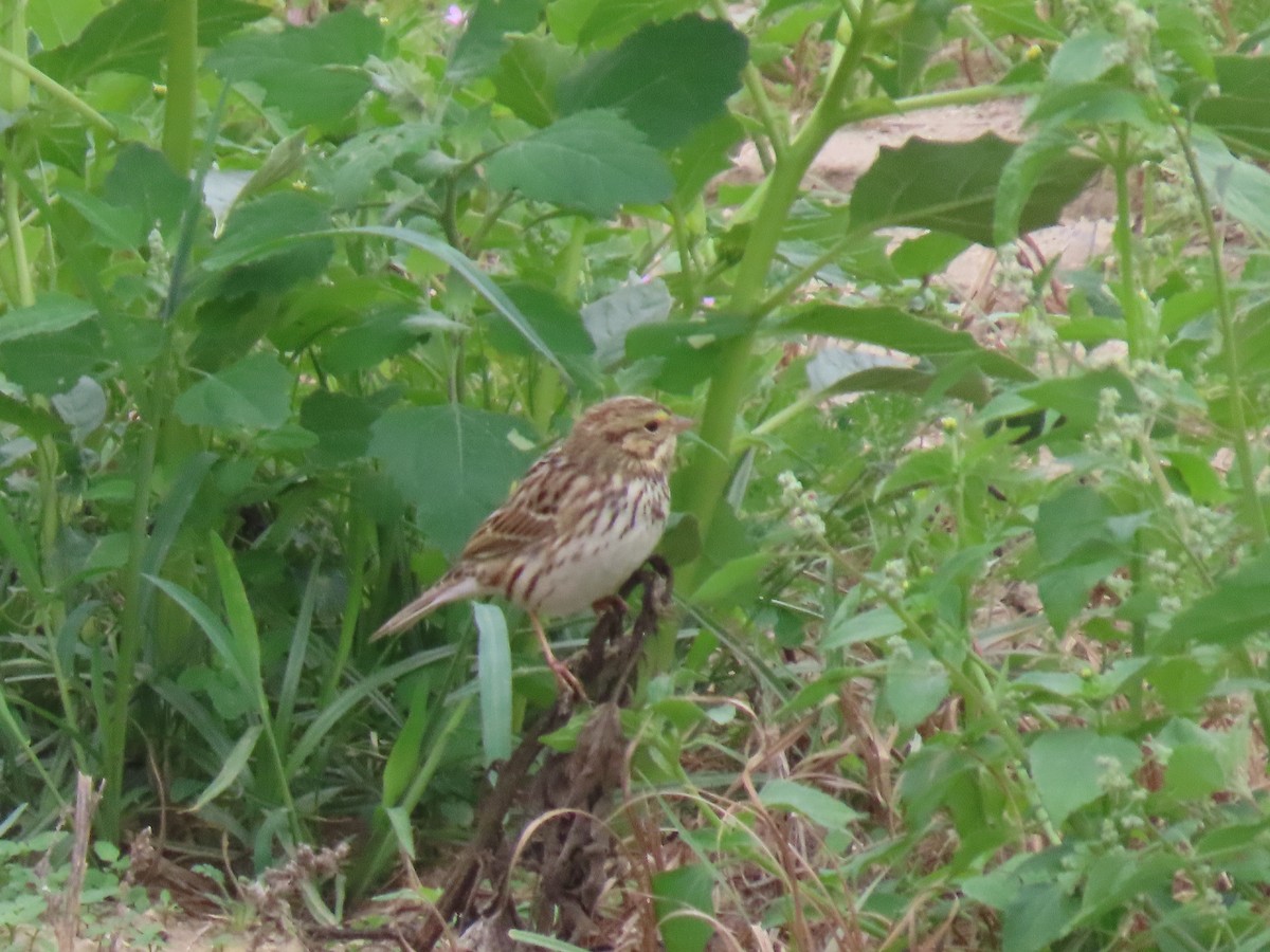 Savannah Sparrow (Savannah) - ML644546156
