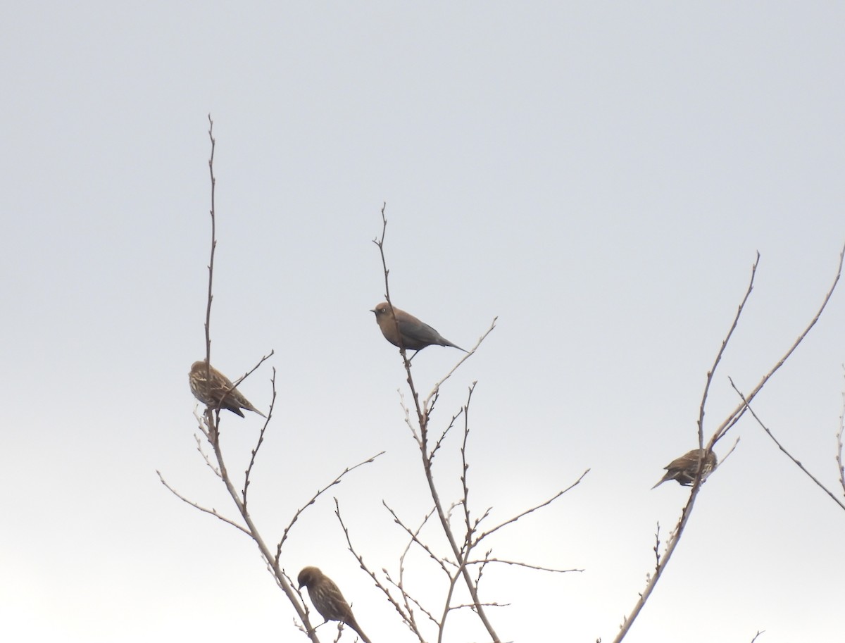 Rusty Blackbird - ML644546164