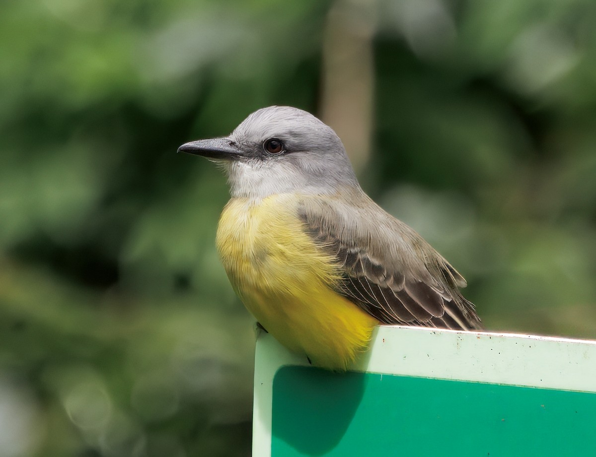 Tyran mélancolique - ML644546169