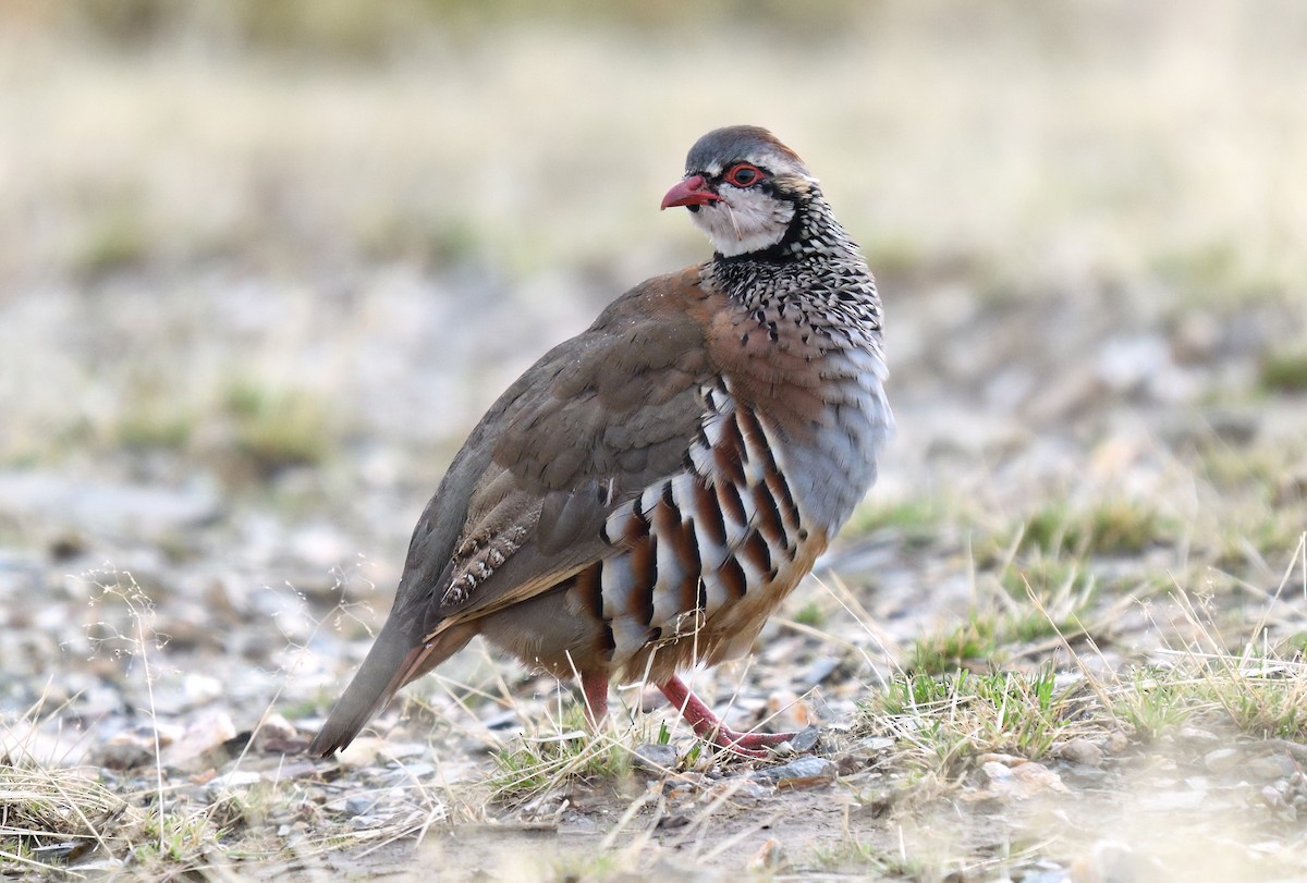 Red-legged Partridge - ML644546171