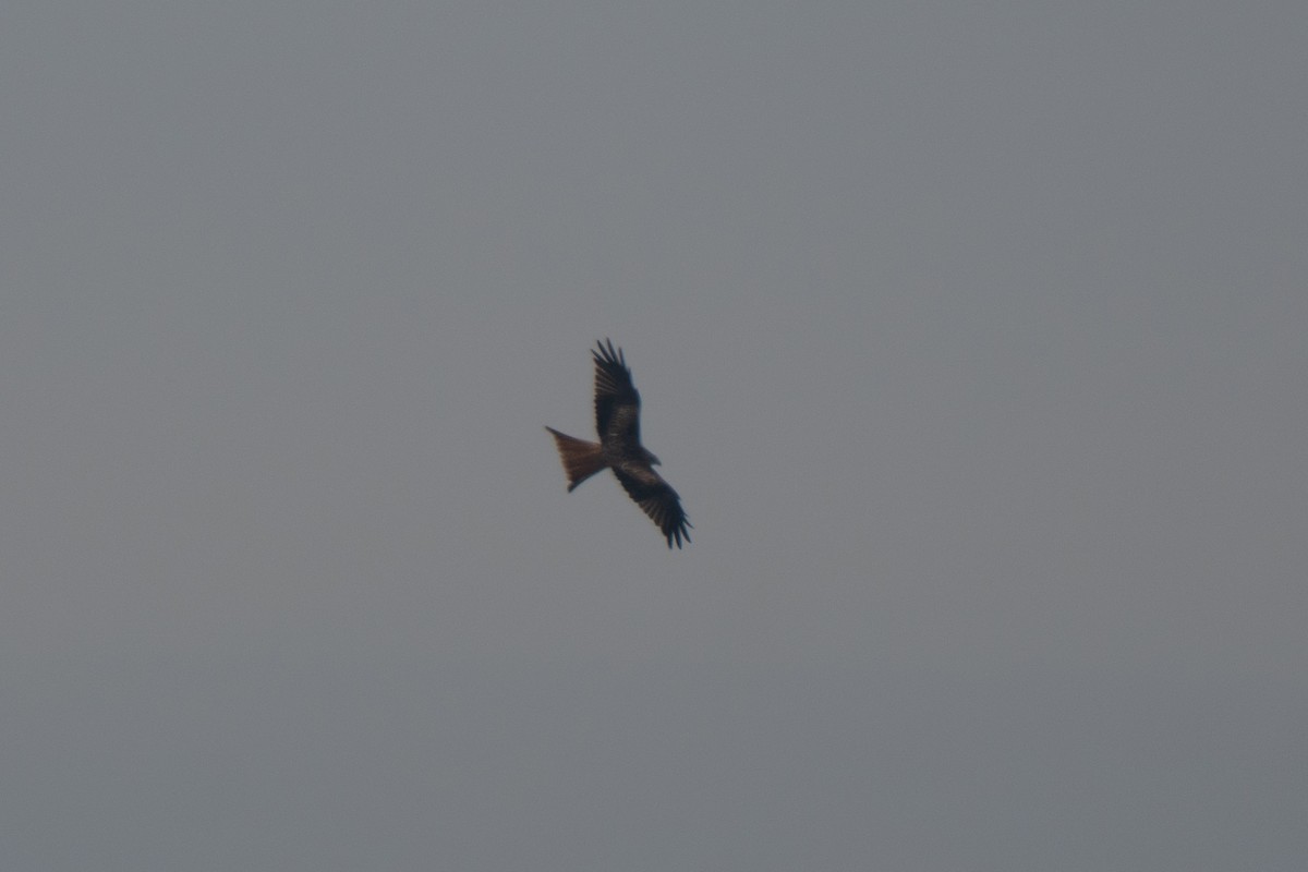 アカトビ - ML644546180