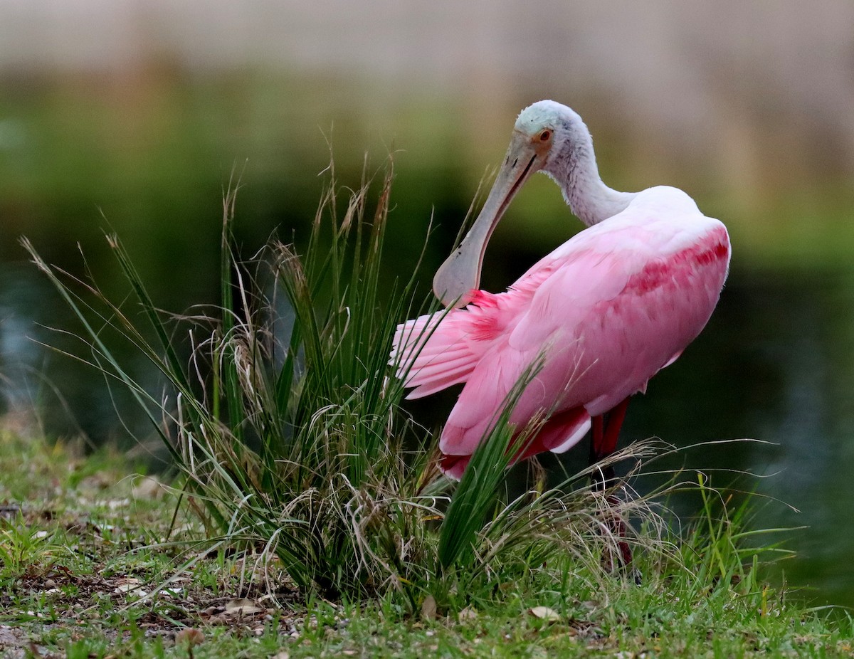 Roseate Spoonbill - ML644546181