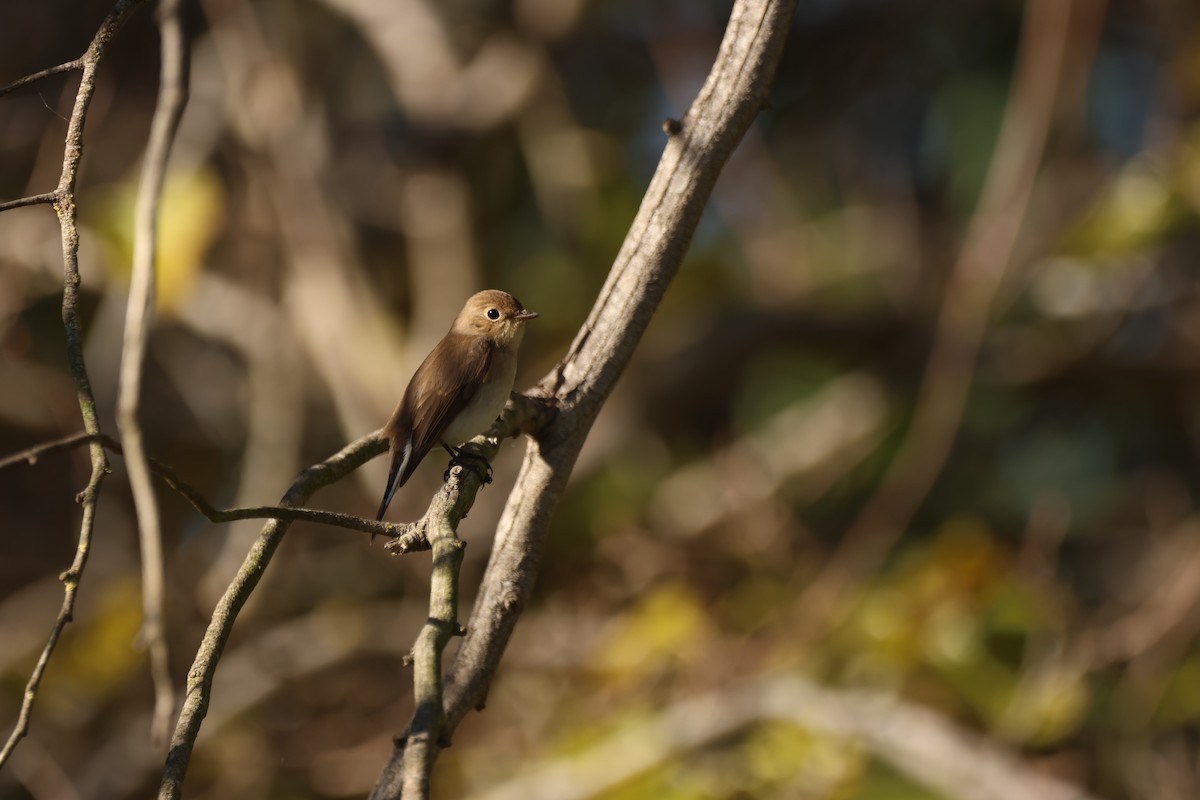 Red-breasted Flycatcher - ML644546182