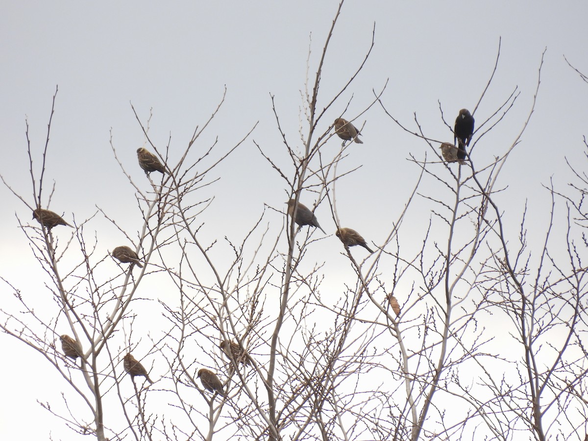 Red-winged Blackbird - ML644546190