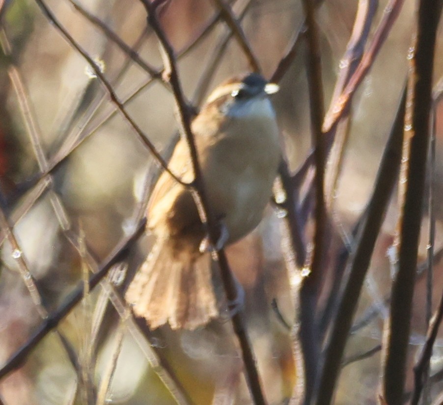 Carolina Wren - ML644546191