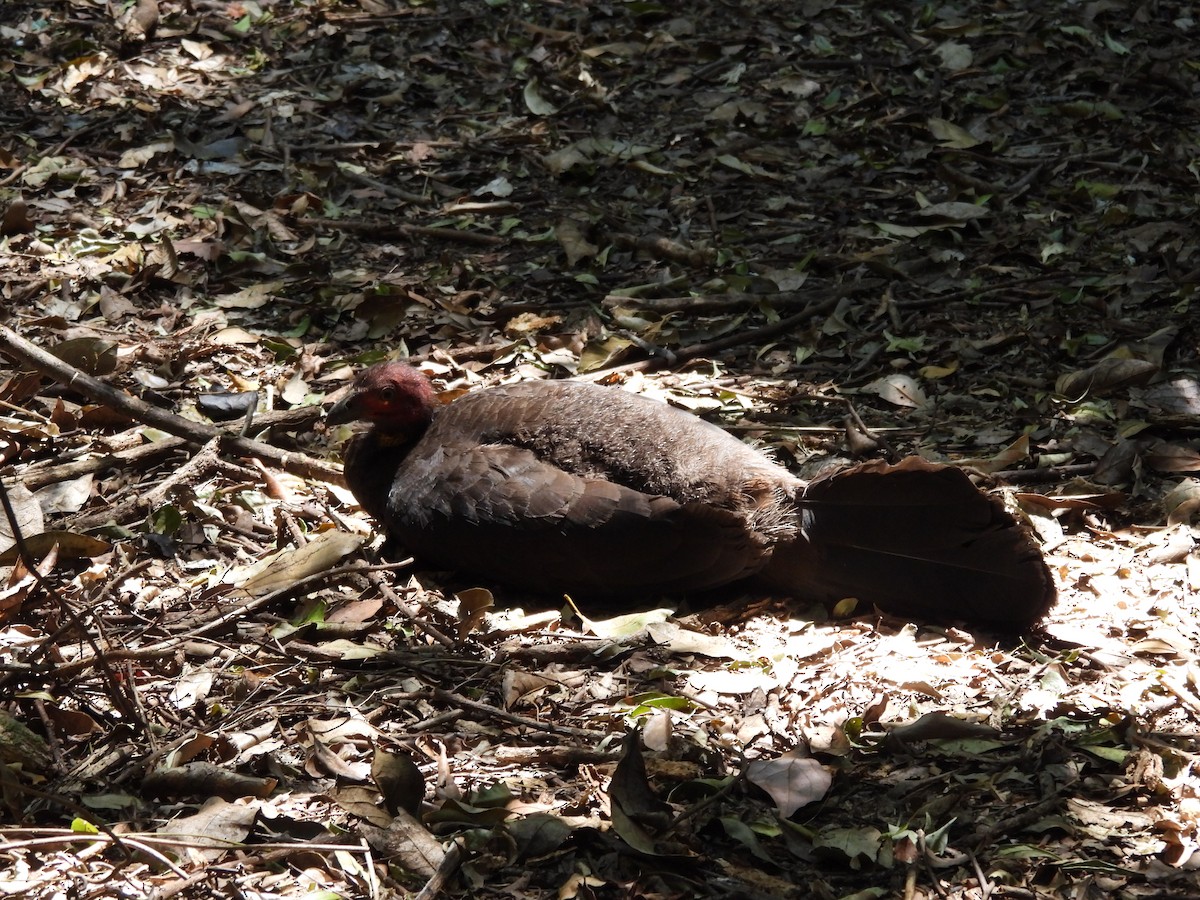 Australian Brushturkey - ML644546198