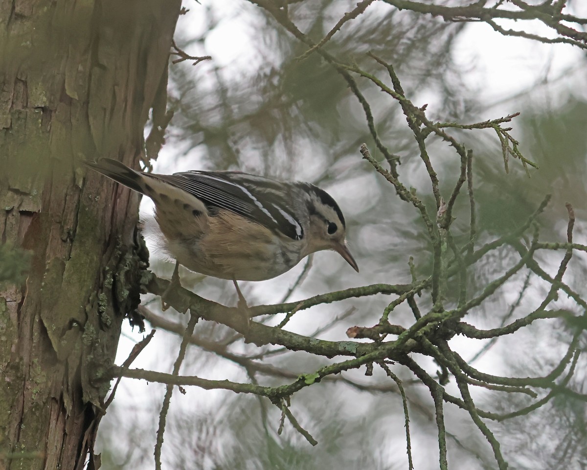 lesňáček černobílý - ML644546208