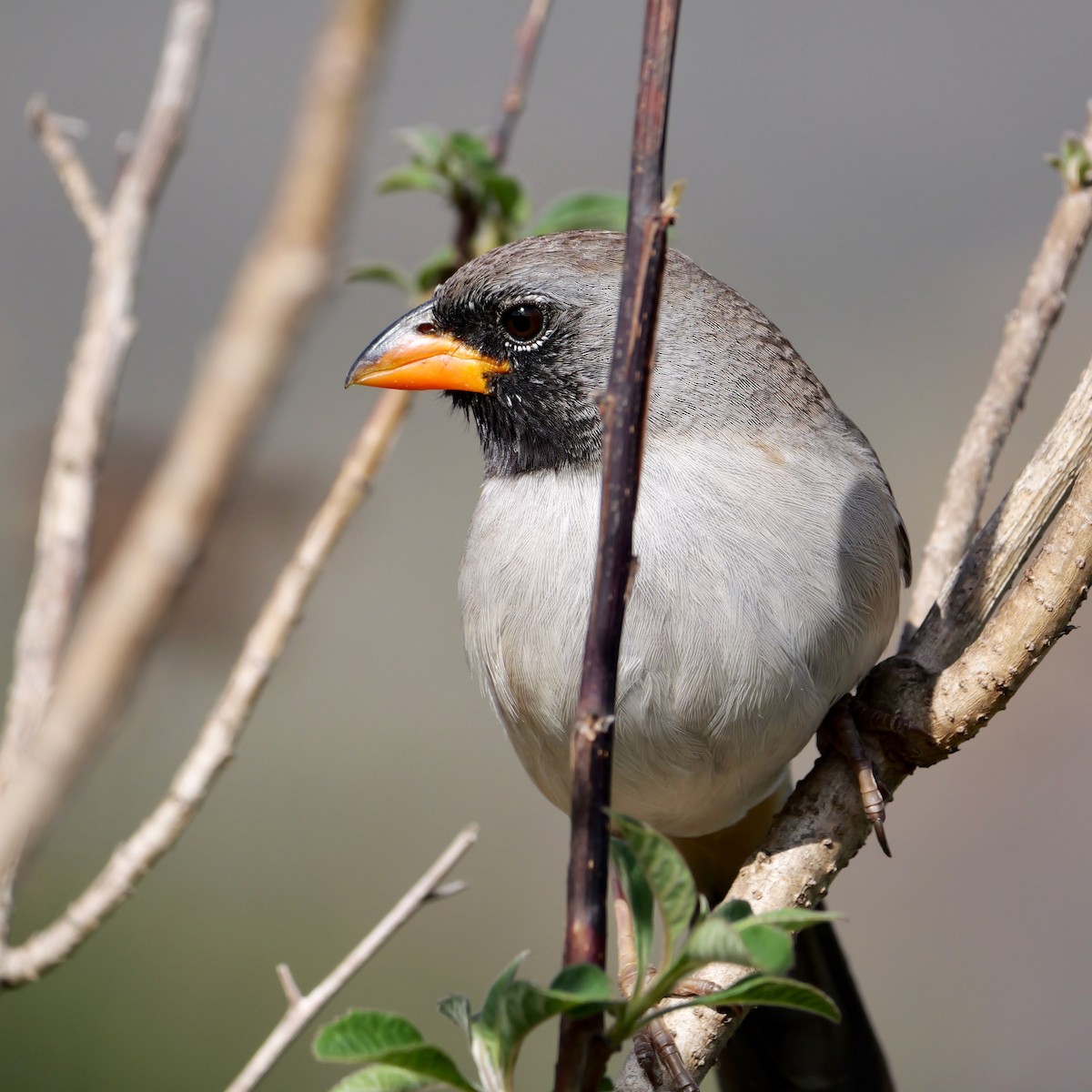 Black-throated Saltator - ML644546211