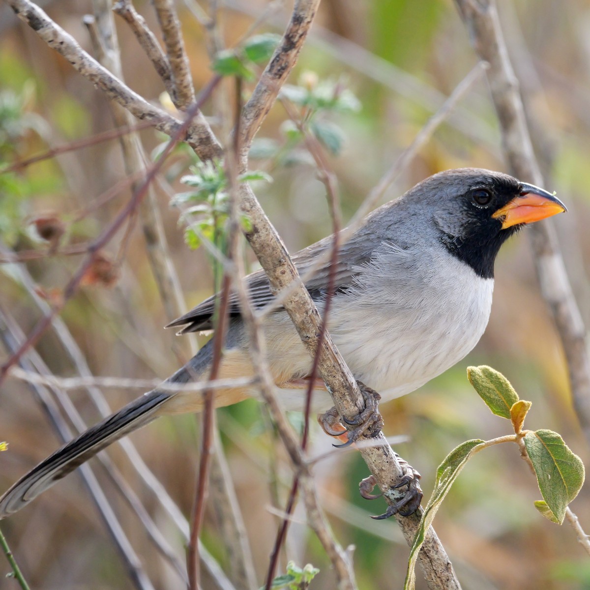 Black-throated Saltator - ML644546212