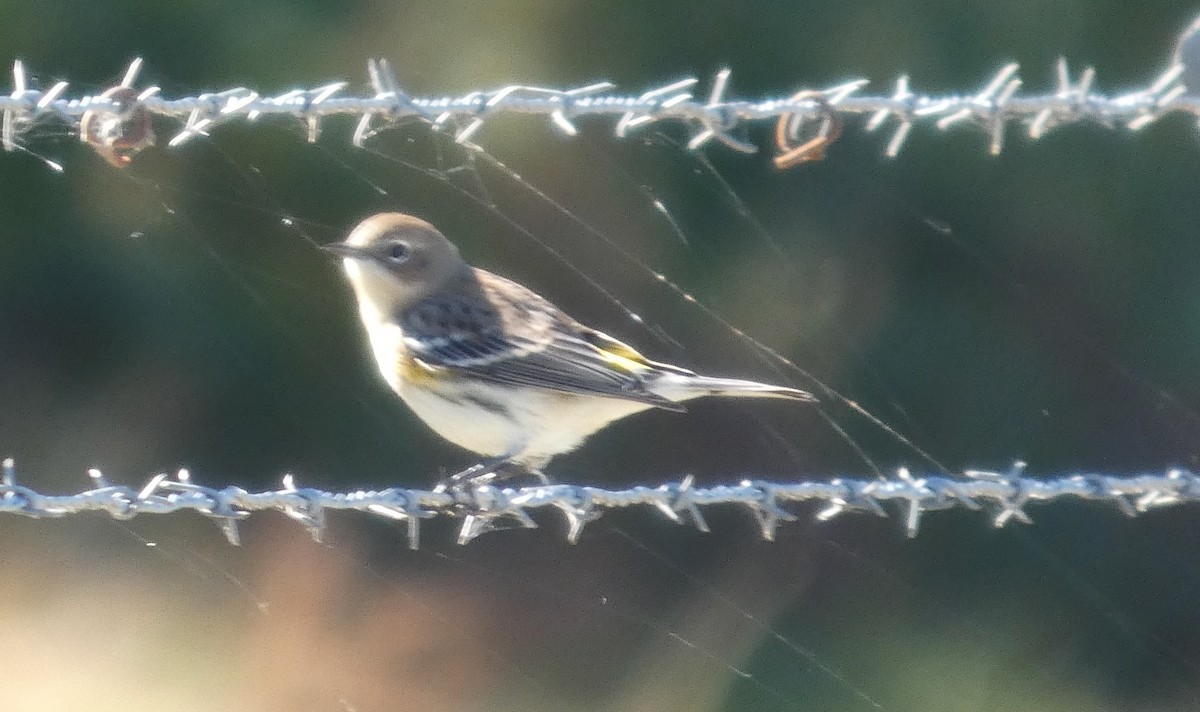 Yellow-rumped Warbler - ML644546214