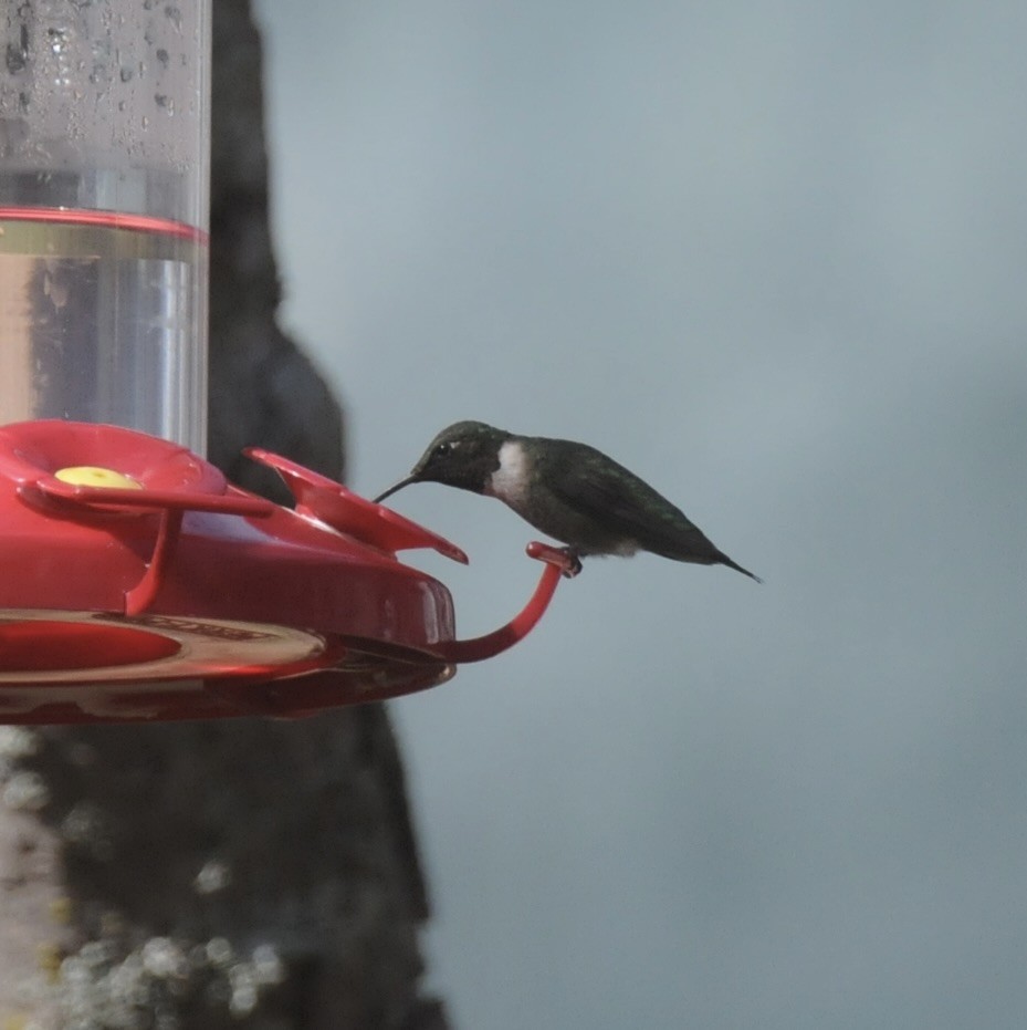 Ruby-throated Hummingbird - ML644546218