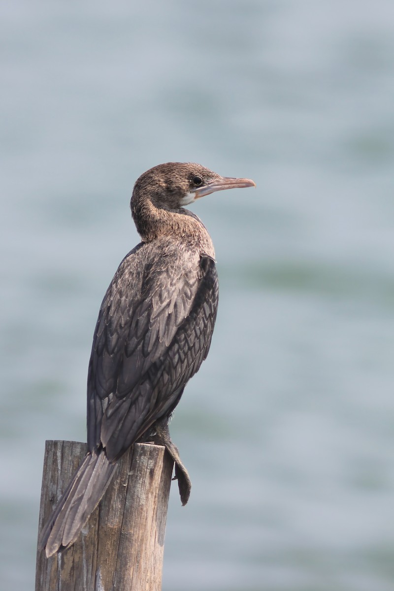 Little Cormorant - ML644546231