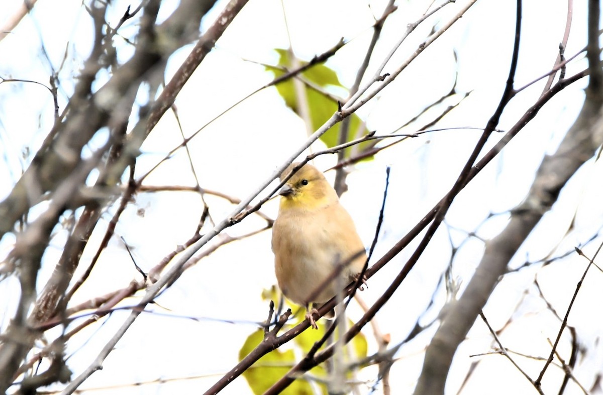 American Goldfinch - ML644546232