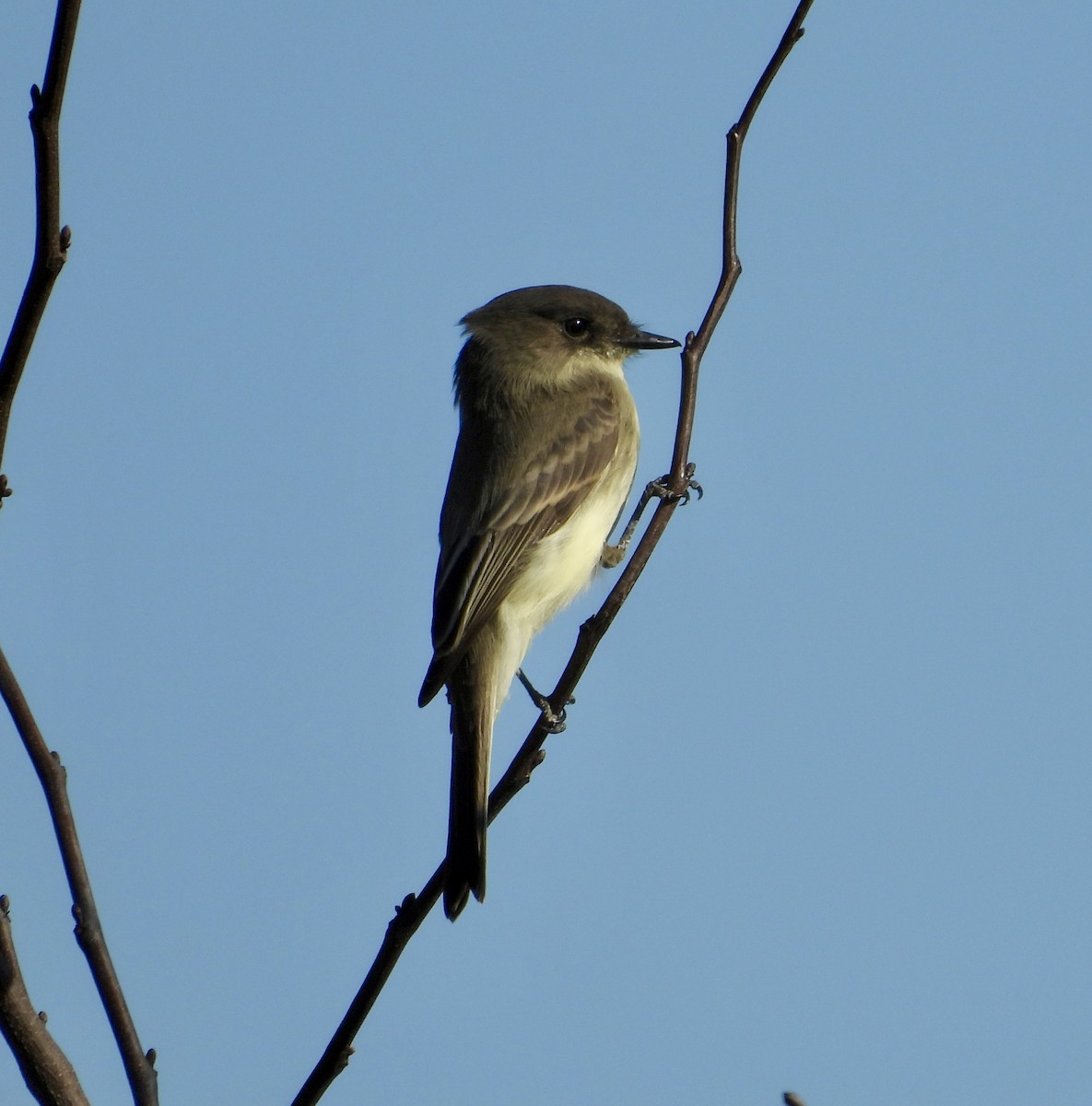 פיבי מזרחית - ML644546234