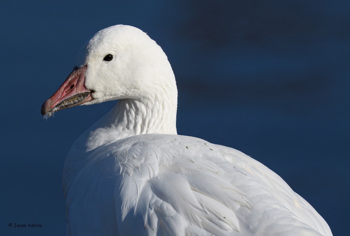 Цасны галуу - ML644546237