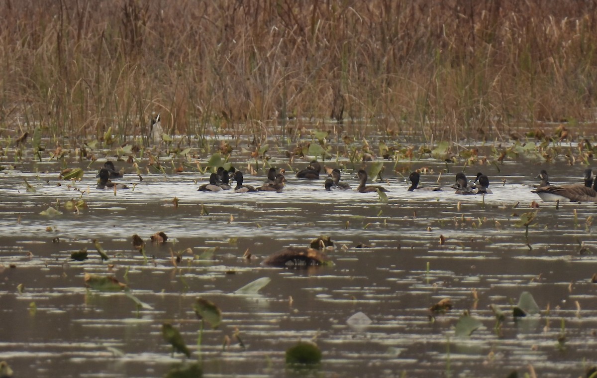 Ring-necked Duck - ML644546238