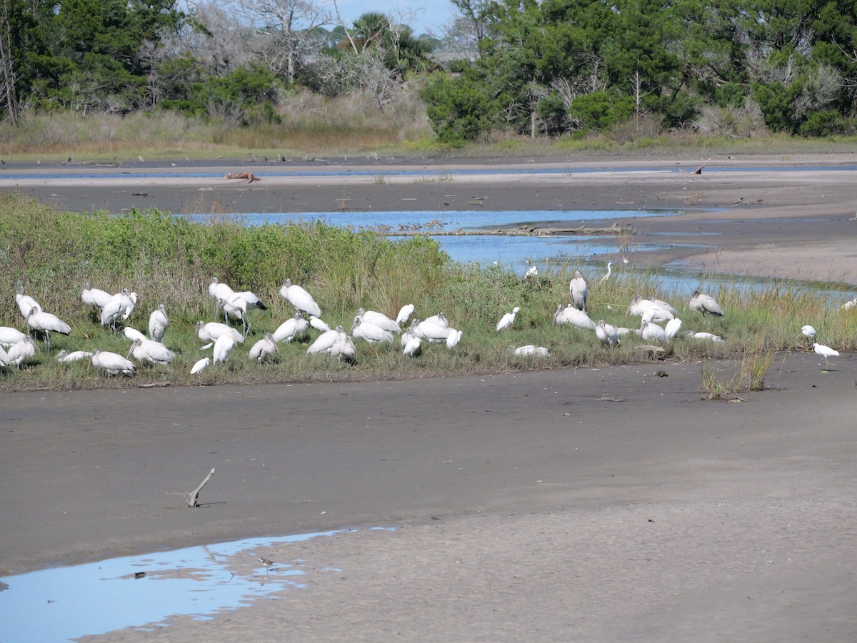 Wood Stork - ML644546243