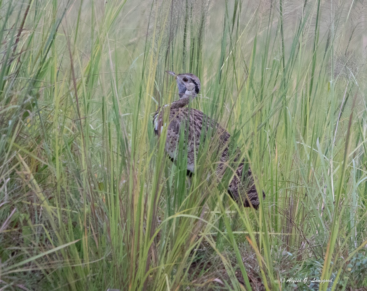 Black-bellied Bustard - ML644546244