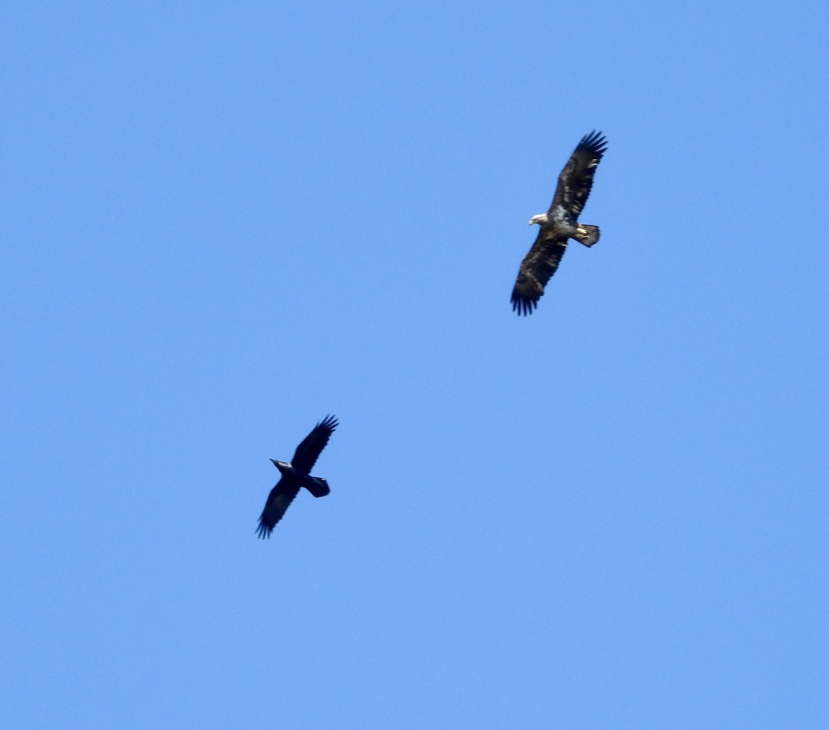 עורב שחור - ML644546245