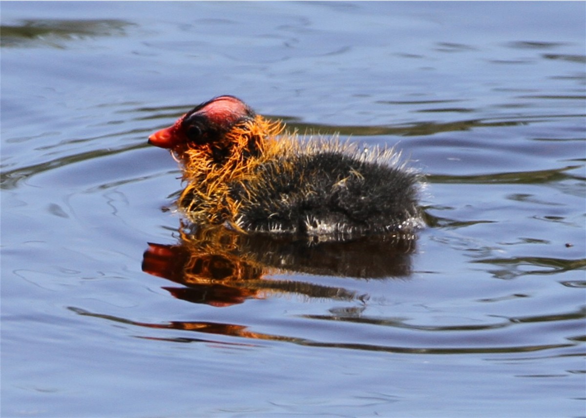 American Coot - ML644546246