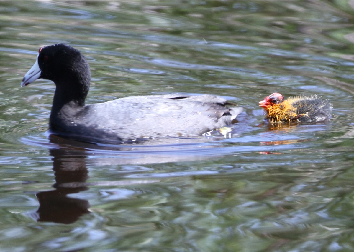American Coot - ML644546247