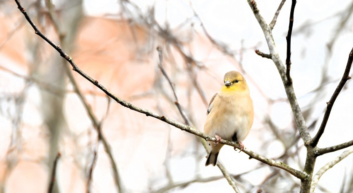 American Goldfinch - ML644546251